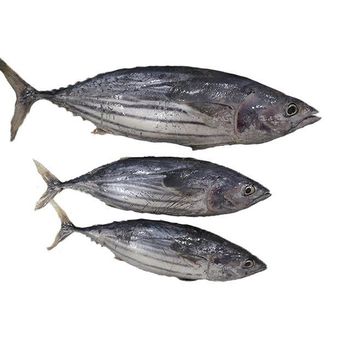 Frozen Skipjack Tuna Fish Export Ready Seafood Product With Natural Texture And Reliable Cold Chain Handling - TOSOH INTERNATIONAL - South Africa