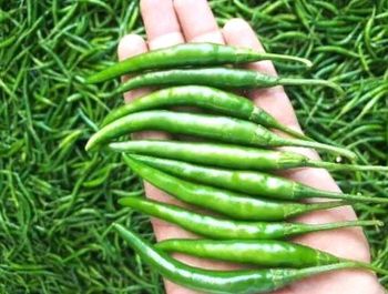 Green Chilli with MRL EU from Sunbright Industries Pvt Ltd Green Chilli with MRL EU – product photo, Chilli products found from trusted suppliers, wholesalers, manufacturers & exporters Listing