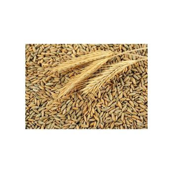High quality rye grain bulk wholesale ready for export - MASI TRADING GMBH - Germany