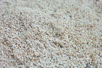 Sesame Seeds - Newgrain Agro Resources Limited - Nigeria