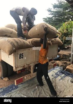 Cocoa Beans from JJ Consult Cocoa Beans - JJ Consult - United Kingdom