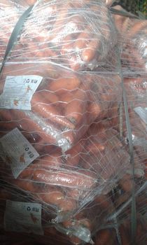 Fresh Carrot Berastagi - BF GLOBAL TRADING (PTY) LTD - South Africa