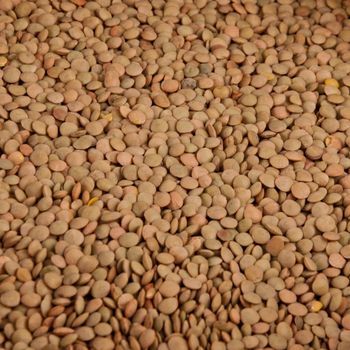 Brown Lentils Carefully Processed Crop Selection For Private Label Packaging And Food Sector Development - TOSOH INTERNATIONAL - South Africa