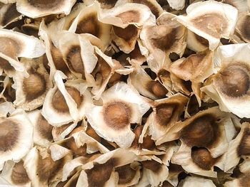 Organic Moringa Seeds Origin India Quality Grade Usda Organic Packing As Per Buyer Requirement Storage Temperature Room - VINAYAK INTERNATIONAL - India