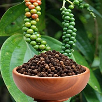 Ceylon Black Pepper from SPICY CEYLON GLOBAL (PVT) LTD Ceylon Black Pepper - SPICY CEYLON GLOBAL (PVT) LTD - Sri Lanka
