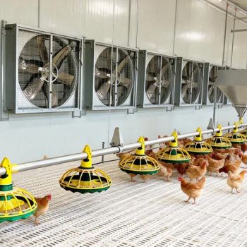 Electric Fan Heaters of Poultry Farm Ec Motor High Efficiency Low Noise Chicken Pig Farm Intake Exhaust Fan - Weifang Bangmu Machinery Co., Ltd - China
