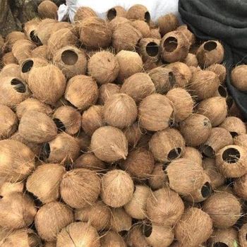 Raw Coconut shells - Starmark Company Limited - Tanzania
