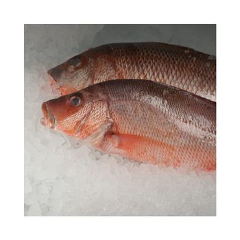 Fresh frozen whole Frozen Red snapper fish best wholesale price in market - BMU TRADING GMBH - Germany