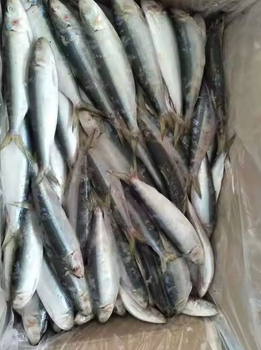 Sardin Frozen – product photo, Sardine Fish products found from trusted suppliers, wholesalers, manufacturers & exporters Listing