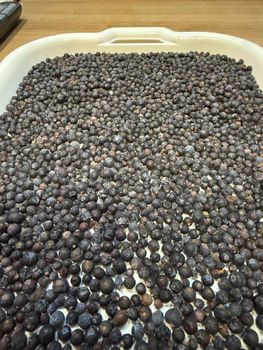Premium Juniper Berries Type whole Origin Northern Europe Moisture Content 16–18% Grade Cleaned and sorted Max. Moisture (%) 16-18% - SIA Mushrooms Latvia - Latvia