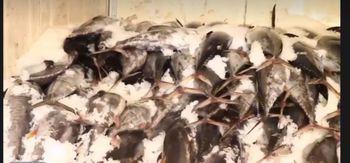 Frozen tuna fish from Capital fish Frozen tuna fish - Capital fish - United Kingdom
