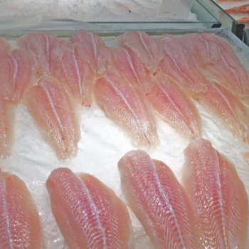 Frozen Pangasius Fillet/ Basa Fish Fillet Premium well-trimmed Good Price - TANIS IMPORT & EXPORT COMPANY LIMITED - Vietnam