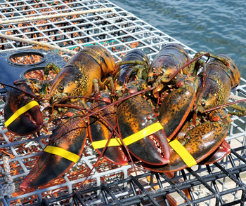 Live American Lobster Fresh Healthy And Delicious Seafood Carefully Selected For Outstanding - TRADECENTRIC LLC - United States