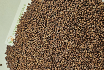 Aframomum melegueta / grains of paradise: used in nutraceutical industry as well as on African cuisine - Ivoire Essentials - Ivory Coast