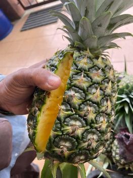 Pineapple - PT RAGIL JAYA MANDIRI PROJECT - Indonesia