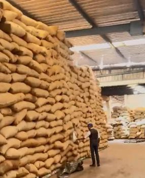 Raw Cashew Nuts KOR 44+ Organic Yes - Alliance Agroindustrial - Ivory Coast
