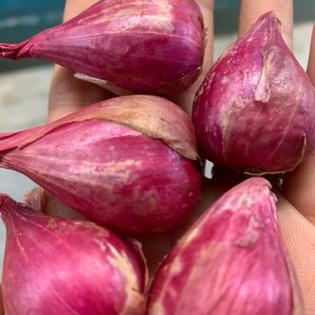 Organic Premium Quality Fresh Red Onion Best Price with Free Tax - VINAGREEN TRADING AND IMPORT EXPORT COMPANY LIMITED - Vietnam
