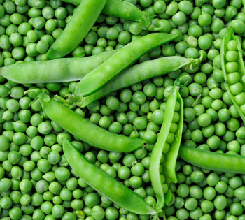 Best Quality Green Peas Bulk Style Storage Packing and Packaging for export NON-GMO , OEM - AGRONOVA - United States