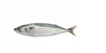 Premium Mackerel Fish – Omega-3 Rich, Flavorful & Nutrient-Dense Seafood - UMGS GROUP PTY LTD - South Africa