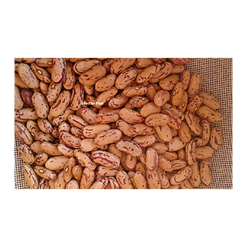 Food industry grade sugar beans available in container loads - HIGHPROFILE AGRICULTURE SERVICES LIMITED - Tanzania