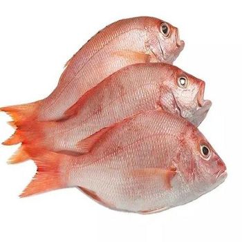 Frozen Red Seabream Fish Supplier. - TREVEX INTER CO.,LTD - Thailand