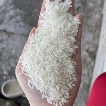 Premium Quality Organic Fine Jasmine Rice Harvest Fresh Extra Long Grain Soft Texture Fragrant Aroma Free From Impurities - AGRONOVA - United States