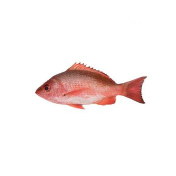 Frozen 150-350g size fresh high quality frozen red snapper sea bream fish whole round - BMU TRADING GMBH - Germany