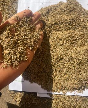 Cumin seeds Grade A Type Seeds Origin Egypt Purity Pure Organic Packaging As desired Place of Origin Egypt Broker Chain No Broker Chain - Egypt Int Trading Co. - Egypt