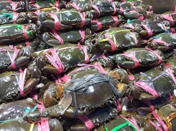 Live Mud Crab Size 300 - 700 gram up Male Crab Size Range 300 - 700 Gram Up Female Crab Size Range Full 300 Gram Up Daily Harvest Capacity 100 Kgs - 500 Kgs - Putra Arimbi Multiguna - Indonesia
