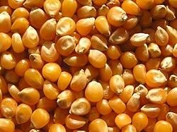 Corn Kernels Per Ear 800 Row Count Per Ear 16 Primary Uses Food And Biofuel Physical Form Grain With Husks And Silk Kernel Composition Endosperm, Germ, Pericarp, And Tip - PT Ziber Rosidi Utama - Indonesia