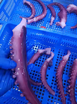 Squid tentacle dice Weight (kg) - PT INANIA KARYA BERSAMA - Indonesia