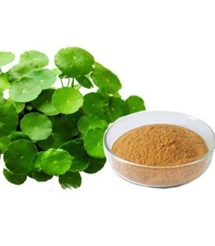 Brahmi Extract (Bacopa monnieri) Shape Brown to Greenish-Brown Fine - Fiedel Trading & Exim Pvt. Ltd. - India