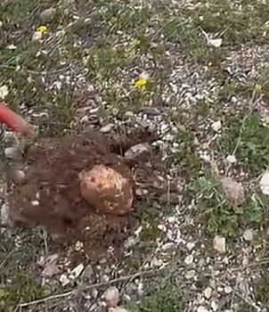 White Truffle (Tuber magnatum pico) - Brixam LLC - United States