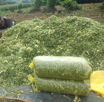 Corn Silage Grade A Packaging - TRADE NEPAL LLC - United States