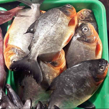 POMFRET FISH - HIGH QUALITY Flavor Mild Texture Buttery Type Frozen Fish Flesh Type Tender White Flesh Harvest Location Clean Tropical Waters - PT Savya Coco Provita - Indonesia