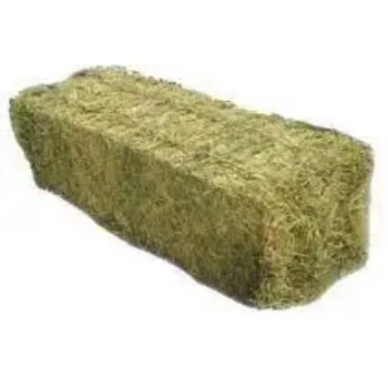 Nutrient Rich Timothy Hay For Rabbit Feeding Programs Delivering Reliable Forage Texture And Fiber Content - TOSOH INTERNATIONAL - South Africa