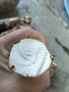Fresh taro root - Pt Tiga Saudara Indah - Indonesia