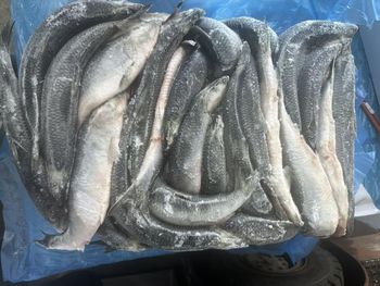 Frozen Herring Fish Carefully Processed Whole Fish With Clean Texture And Fresh Taste For Wholesale Seafood Buyers - TOSOH INTERNATIONAL - South Africa