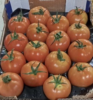 Tomatoes Packaging Carton Box 6kg Maturity Level Selectable Traceability From Field To Warehouse Food Safety Compliance International - EXPORTAFRUITS - Morocco