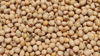 Soybeans from yelus export Soybeans - yelus export - Ethiopia