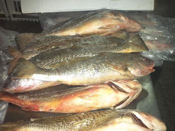 Healthy Frozen Yellow Croaker Fish Ocean Fresh Wild Catch Rich Protein Choice for Wholesale Seafood Suppliers - TRADECENTRIC LLC - United States