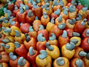 Fresh Cashew Nuts with Apples – Grade A Grade A Origin Nigeria Form Fresh Raw Cashew Nuts With Apples Shipping Port Apapa Port, Lagos, - Odubanjo Golden Success Limited  - Nigeria