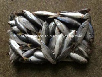 (14-18PCS/kg) New Fish Japanese Jack Mackerel for Sale - Shishi He Deming Seafood Co., Ltd. - China