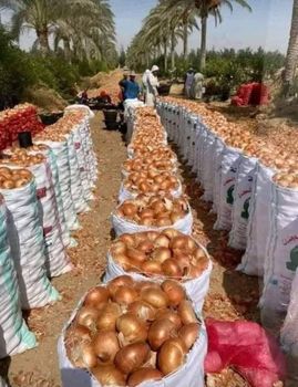 Onions - Ranin - Egypt