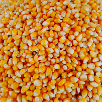 Brazilian Yellow Corn frozenchickenexports.com – product photo, Yellow Corn Seed products found from trusted suppliers, wholesalers, manufacturers & exporters Listing
