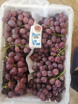 High Quality Sweet Red Globe Grapes Supplier from China Grade A/AB Shape Round Berry Drop Minimal Storage Type 0-2°C Taste Sweet and Juicy - Super vegetables and fruits CO - China