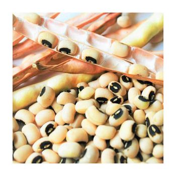 Bulk Wholesale Black Eyed Peas Beans for Global Supply – Premium Export Quality Cowpeas with High Nutritional Value, Clean Processing, Custom Packaging, Private Label Options, and Fast International Delivery for Retailers and Food Industries - agroturaspzoo - Poland