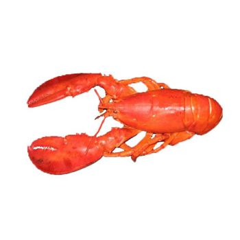 Live lobster available for sale in bulk quantities for seafood wholesalers and restaurants - BMU TRADING GMBH - Germany