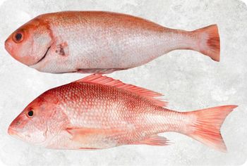 High quality Frozen Red Snapper Fish offered at competitive rates for distributors and seafood processors - TRADECENTRIC LLC - United States