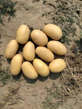 Fresh Potatos – product photo, Potatoes products found from trusted suppliers, wholesalers, manufacturers & exporters Listing